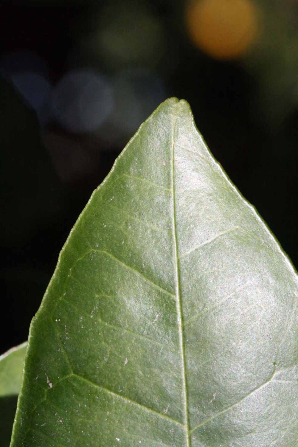              Margin (Riverside, CA)       